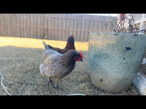 Sapphire gem backyard chicken review