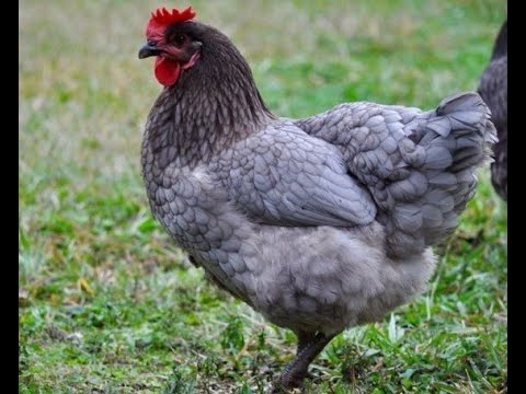 Breed Overview: Sapphire Gem Chickens