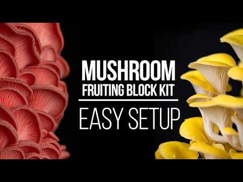 How to Use a Mushroom Fruiting Block | Easy Setup & Grow Guide!