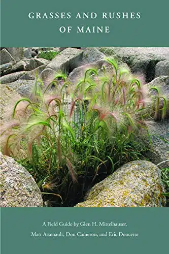 Grasses And Rushes Of Maine