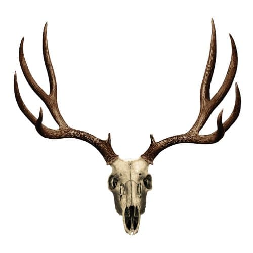 Mossy Oak Graphics Animal Decal, Easy To Install, No Fade, Cast Vinyl, Brown Mule Deer S Md